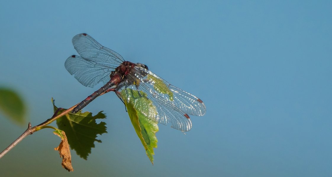 20220622-P6222287.jpg 20220622-P6222287.jpg