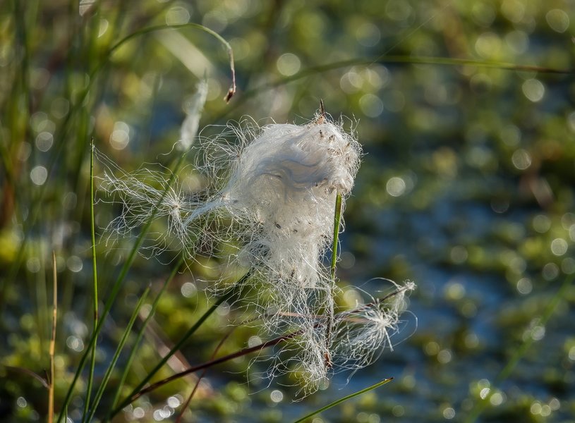 20220622-P6222293.jpg 20220622-P6222293.jpg