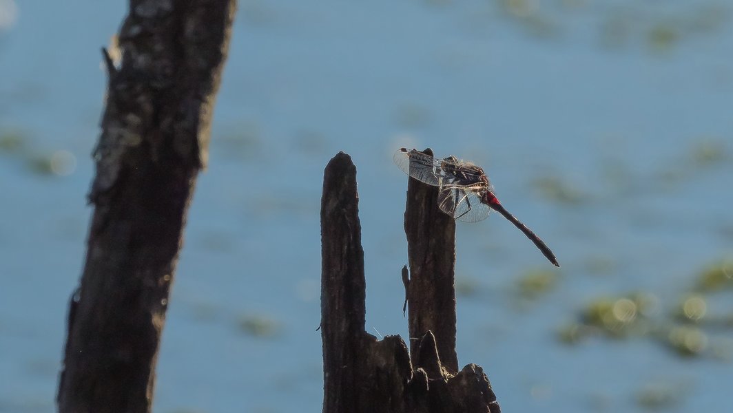 20220622-P6222303.jpg 20220622-P6222303.jpg