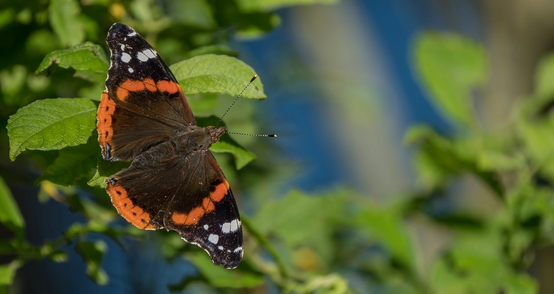 20220622-P6222318.jpg 20220622-P6222318.jpg