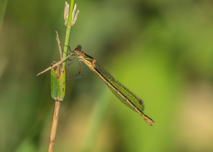 20220622-P6222213-Bearbeitet.jpg 20220622-P6222213-Bearbeitet.jpg