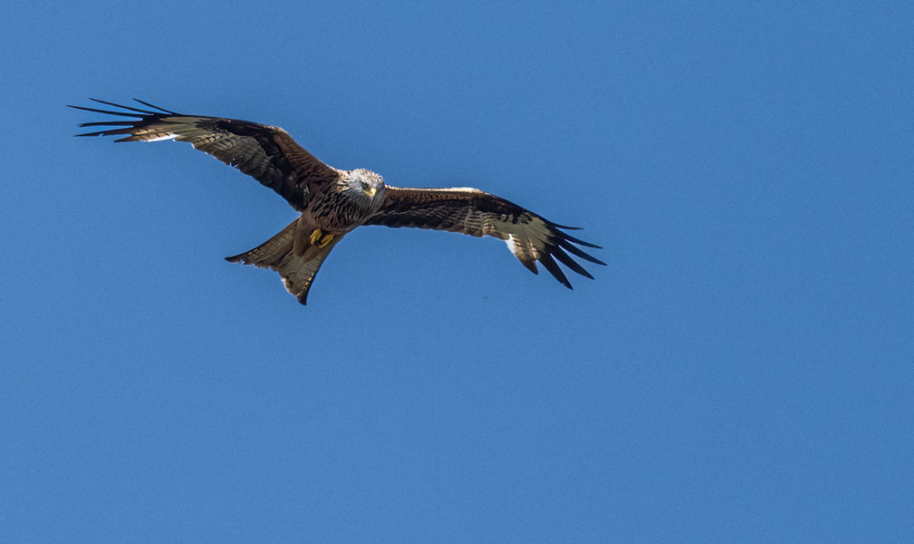 Vögel  2022-1360-Bearbeitet-Bearbeitet.jpg