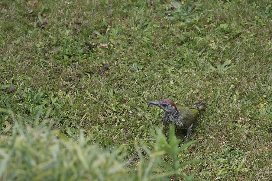 _IMG9292_DxO.webp