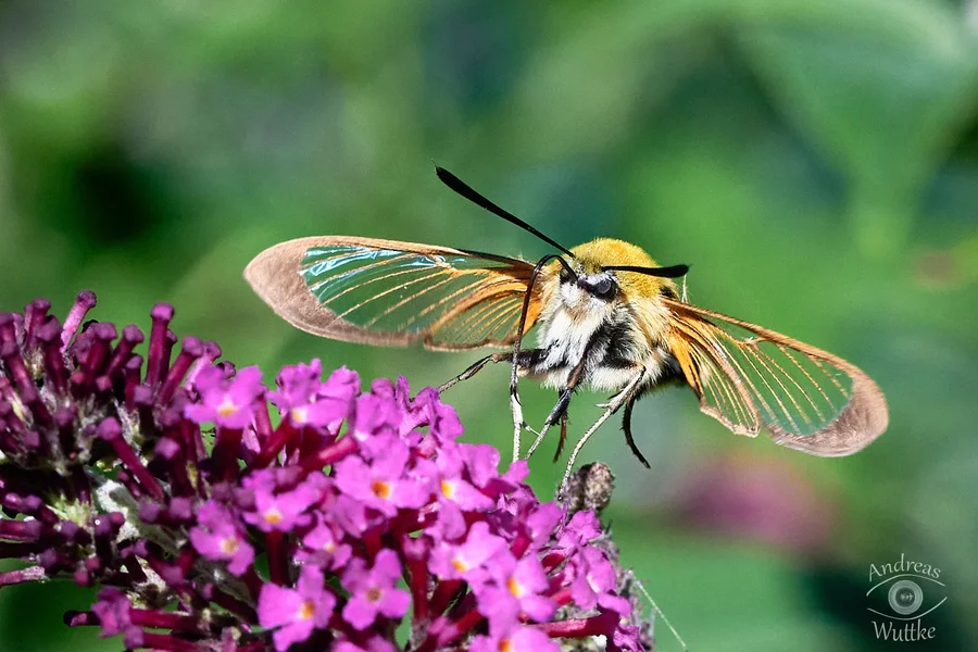 AW5_5270_C1 1.jpg