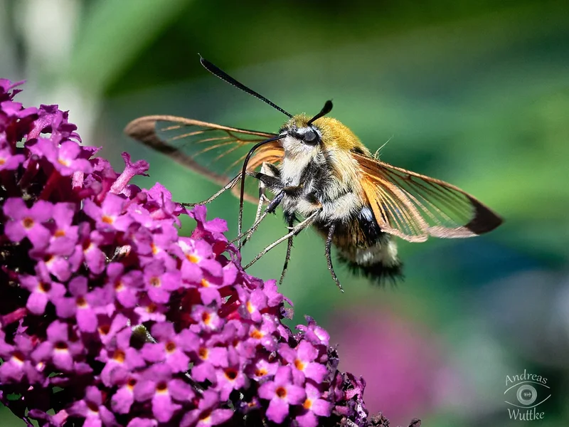 AW5_5317_C1 1.jpg
