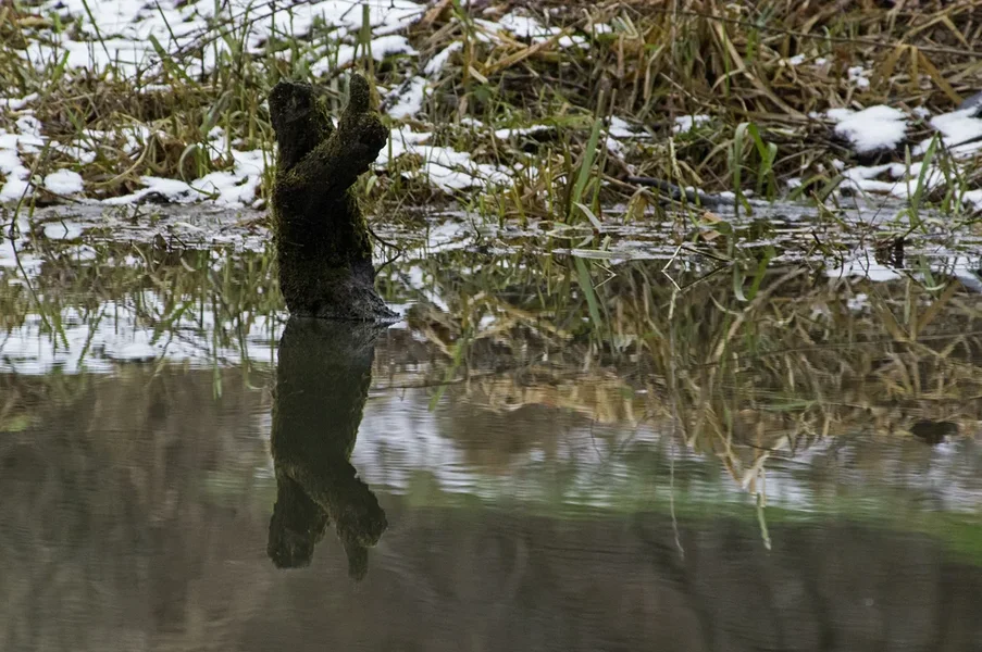 funny-nature2.webp