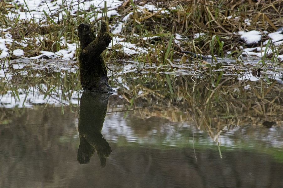 funny-nature2.jpg