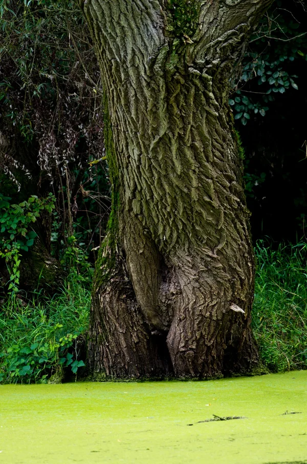 Nature-is-funny.webp