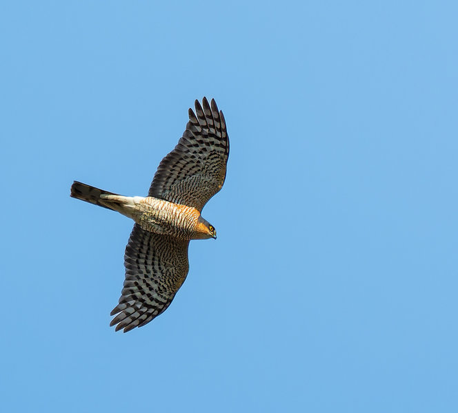 Vögel 2020-1339-ORF_DxO_DeepPRIME-Bearbeitet.jpg