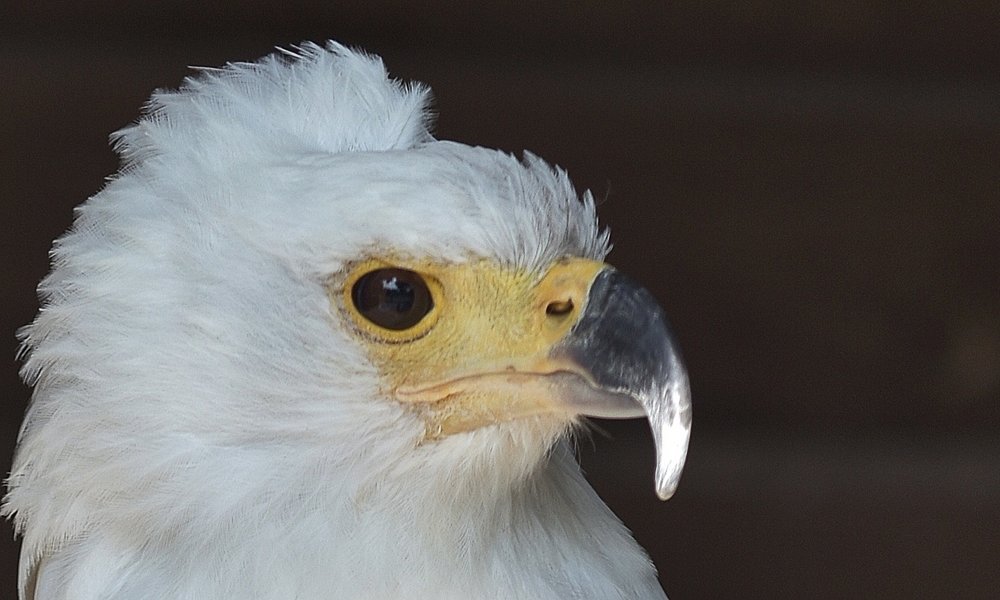 DSC_7948 Weisskopf-Seeadler Googl+Flickr-IPER MEWE.jpg
