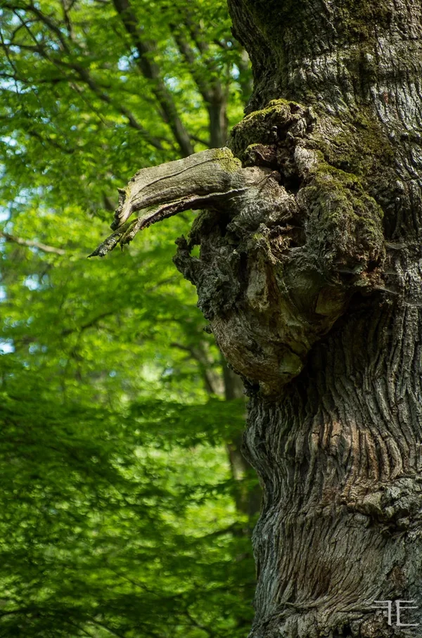 20180429-_IGP1204.webp