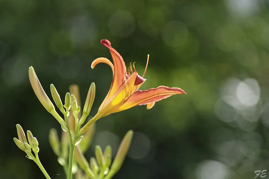 _IMG9351_DxO.webp