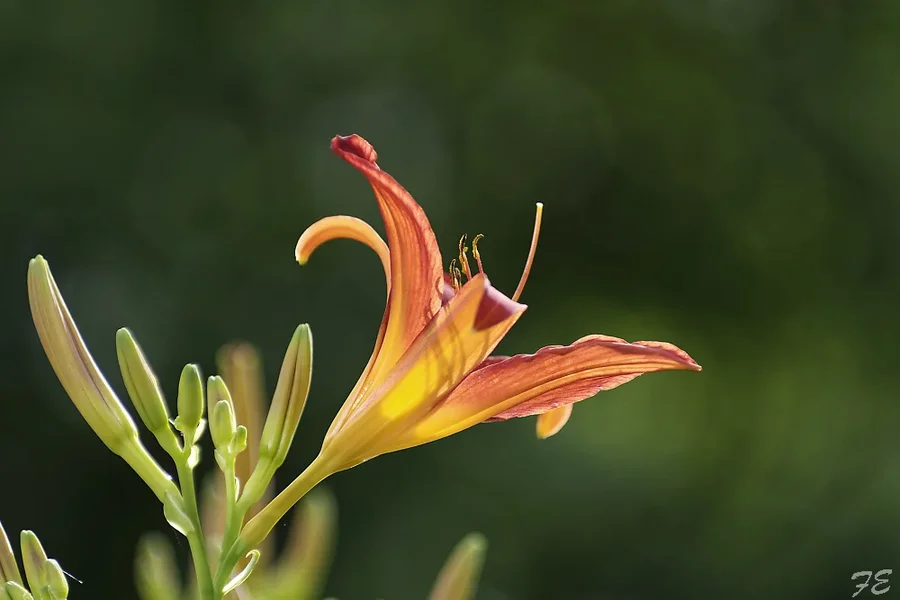 _IMG9354_DxO.webp
