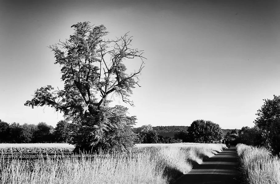 _IMG9295_1_Nik_DxO.webp