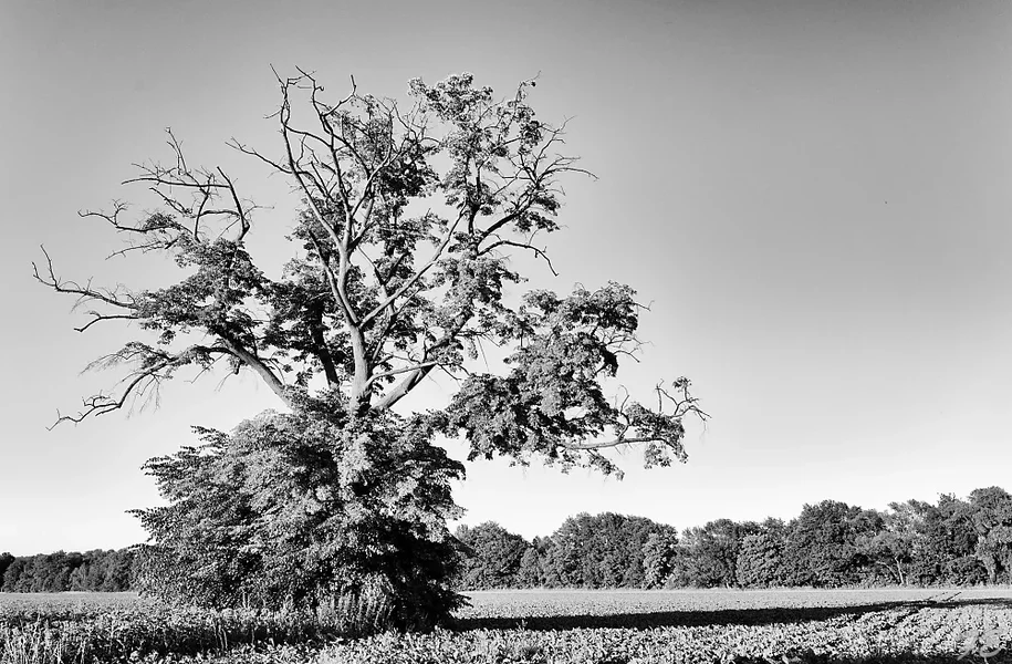 _IMG9303_Nik_DxO.webp