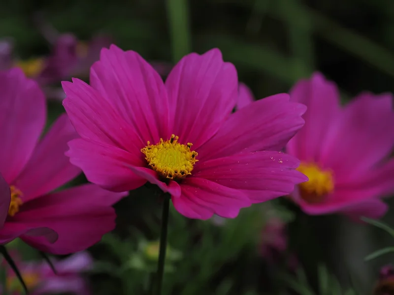 64.webp