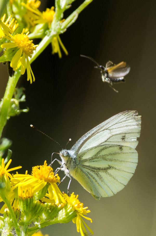 20220713-IMGP6029 Pünzendorf.JPG 20220713-IMGP6029 Pünzendorf.JPG