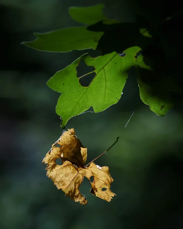 ci_A7307681.webp