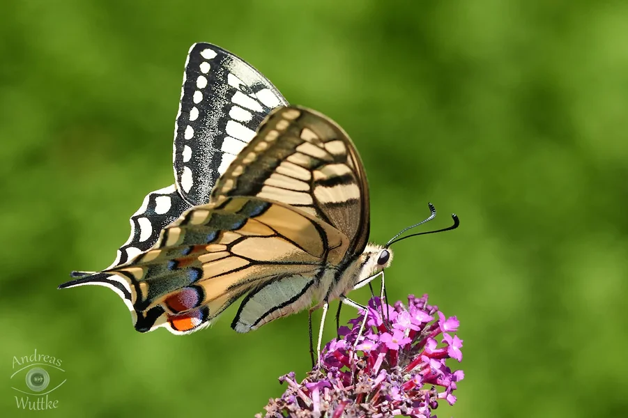 AW5_5937_1.webp AW5_5937_1.webp