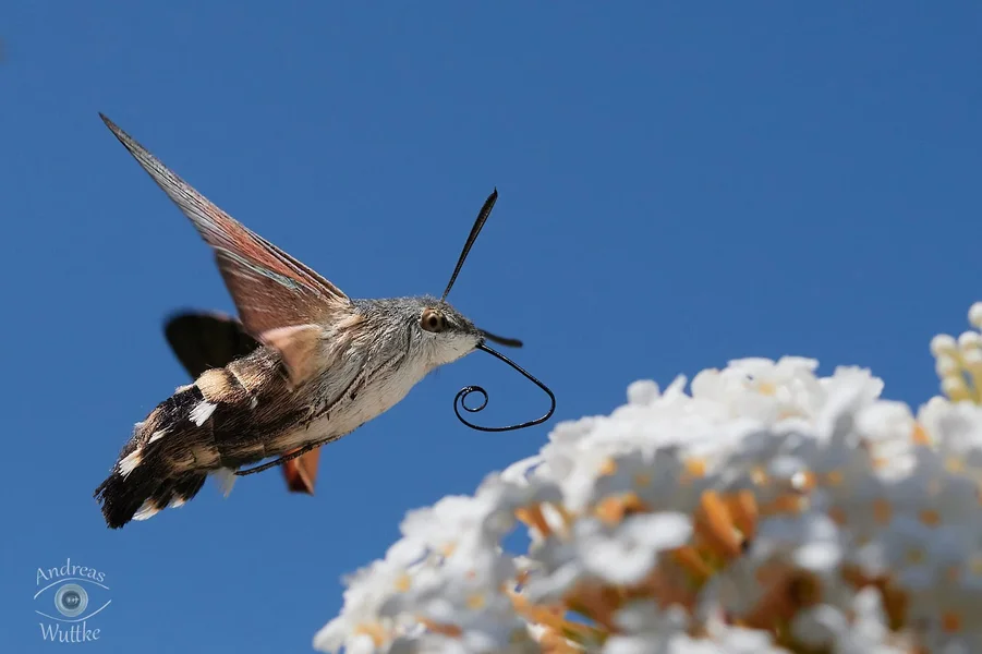AW5_6420_C1.webp