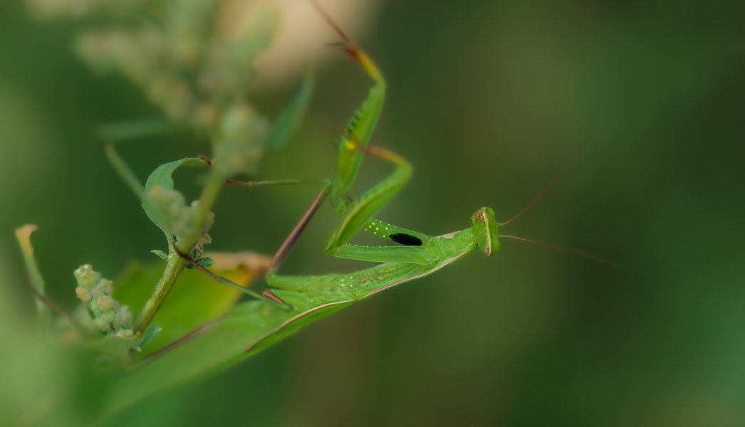 Kleintiere 2022-231-ORF_DxO_DeepPRIME-Bearbeitet.jpg