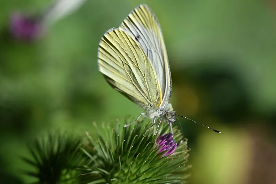DSC_4886 Kopie.jpg