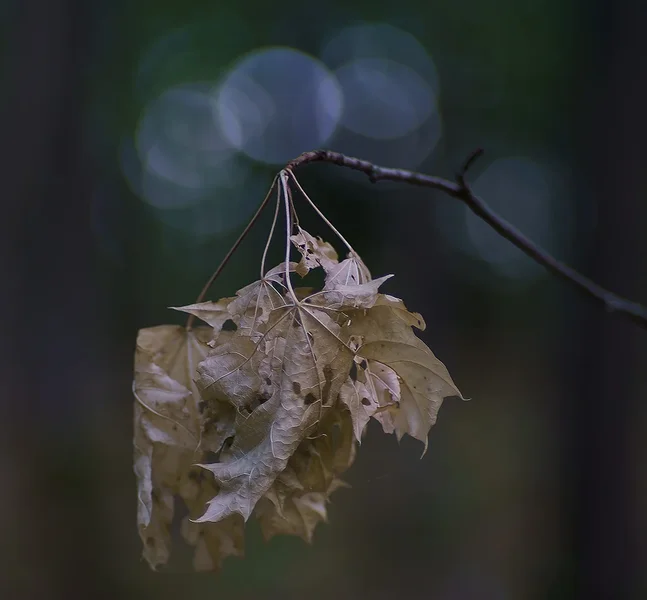 ci_A7308041.webp