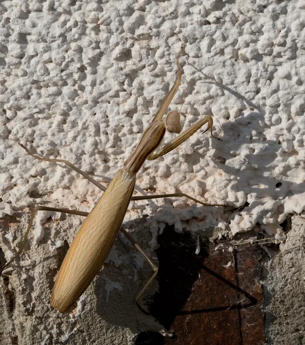 Braune Mantis.webp