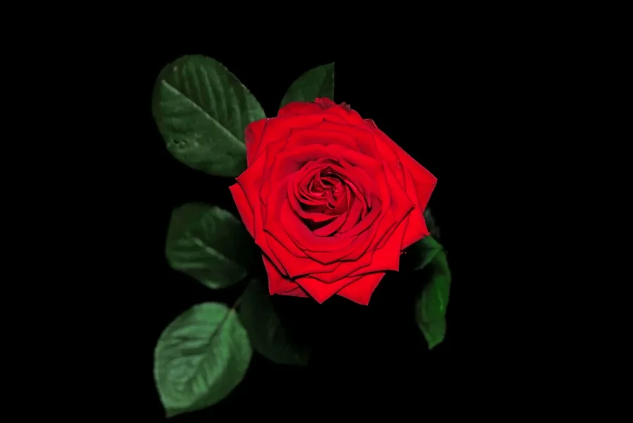 RoseROTEINZELVONOBENaufSCHWARZSL22490FINFINFIN_1498x1000.webp