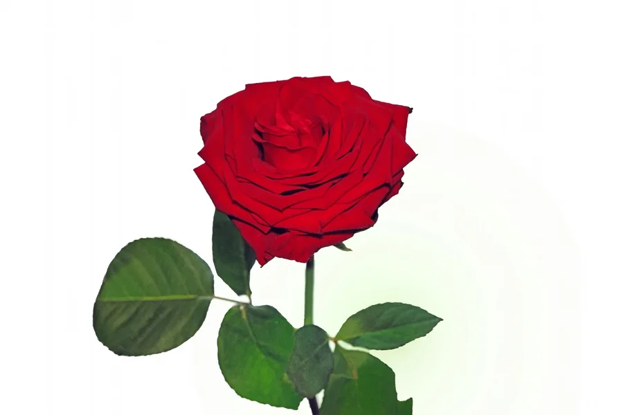RoseROTEINZELaufWEISSSL2Si105MacFINFINFINLIKO_1500x1000.webp
