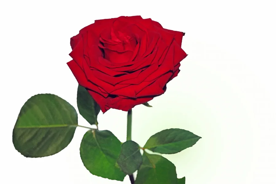 RoseROTEINZELaufWEISSSL2Si105MacFINFINFINVARLIKO_1498x1000.webp