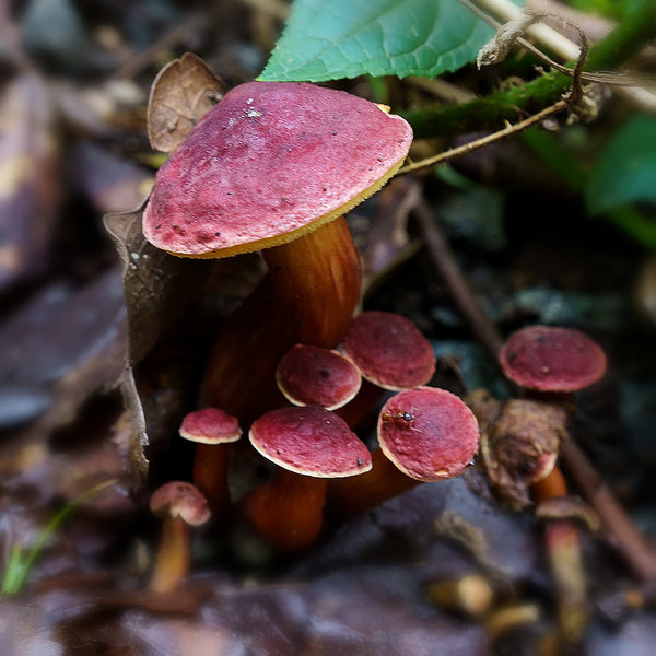 ci_A7308735.jpg