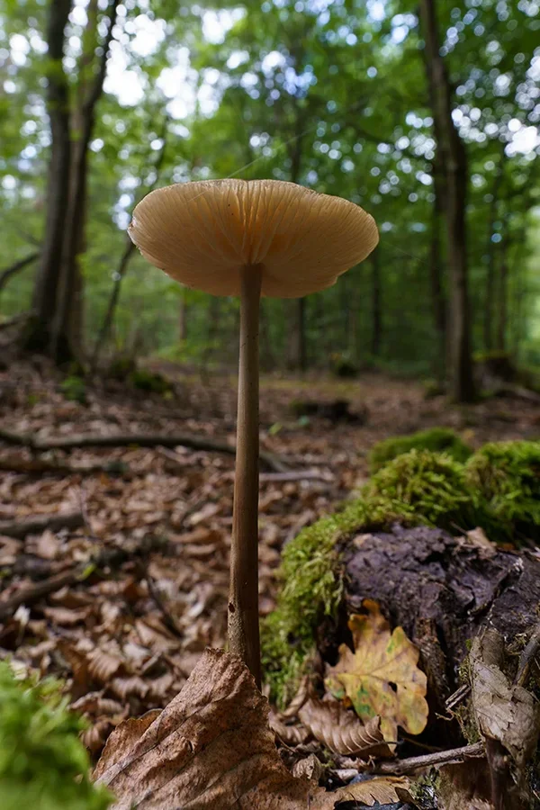 ci_A7308723.webp