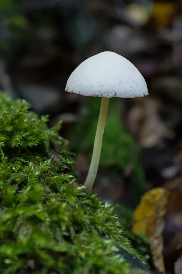 ci_A7308738.webp