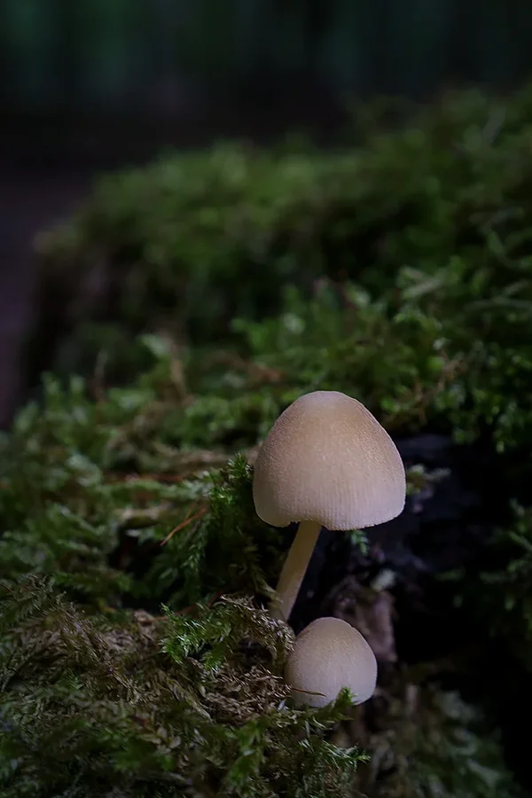 ci_A7308749.webp