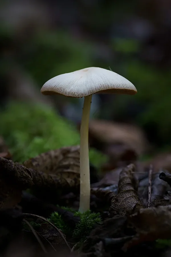 ci_A7308802.webp