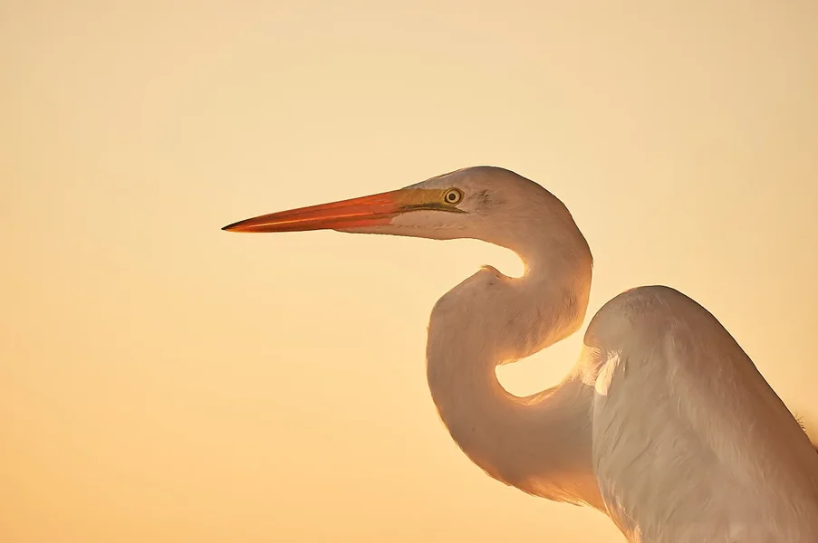 _REG6043.webp