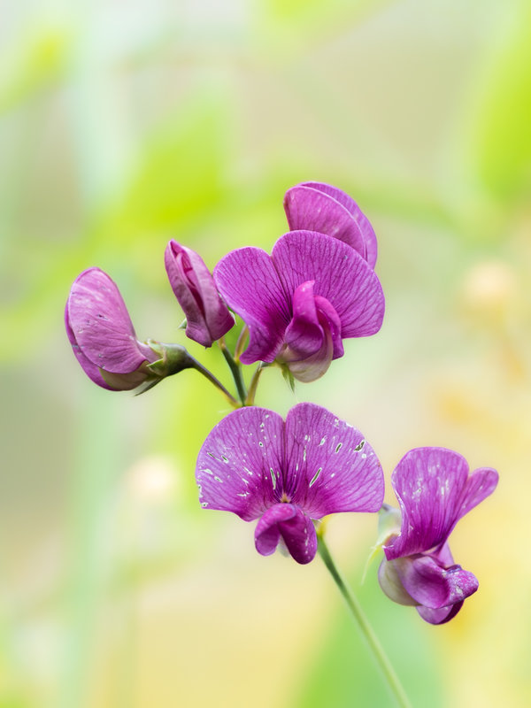 Sedlitz 2022-1404.jpg