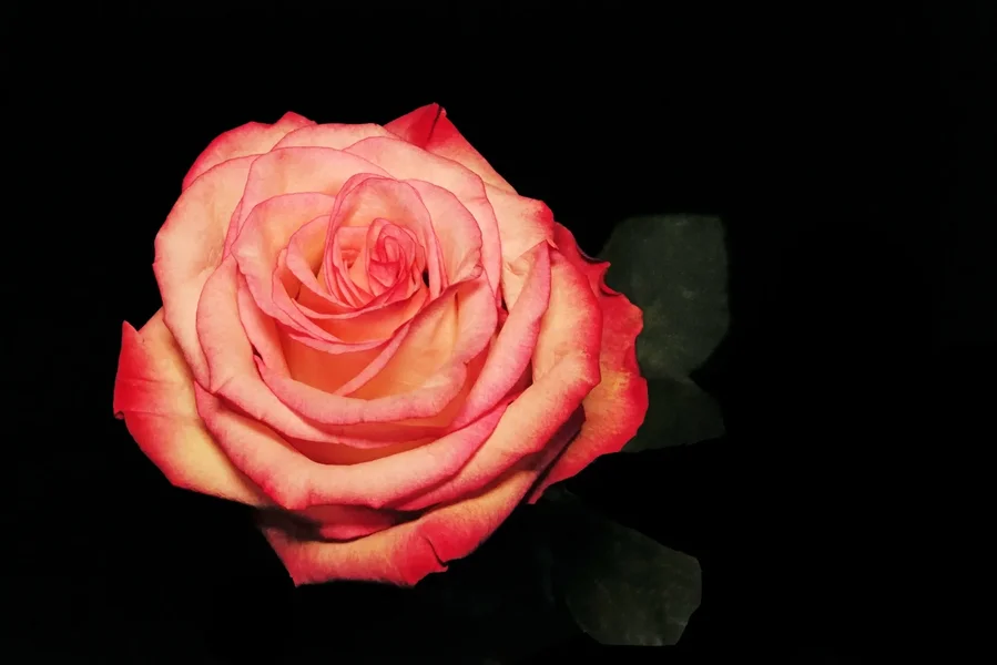 RoseROTWEISSSL22490_1498x1000.webp