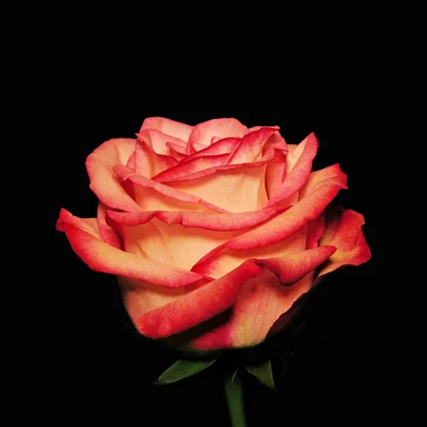 RoseRotWeissSoloGROSSSL22490FINFINFINQUADRAT_1000x1000.webp