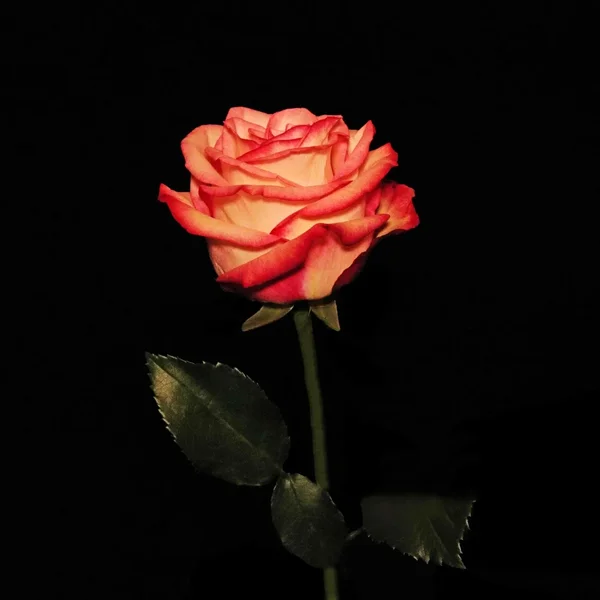 RoseRotWeissSoloAUFRECHTMBLÄTTERNUADRATSL22490FINFINFINMIKOHELL_1000x1000.webp