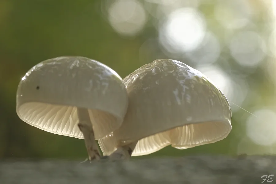 _IMG0914_DxO.jpg