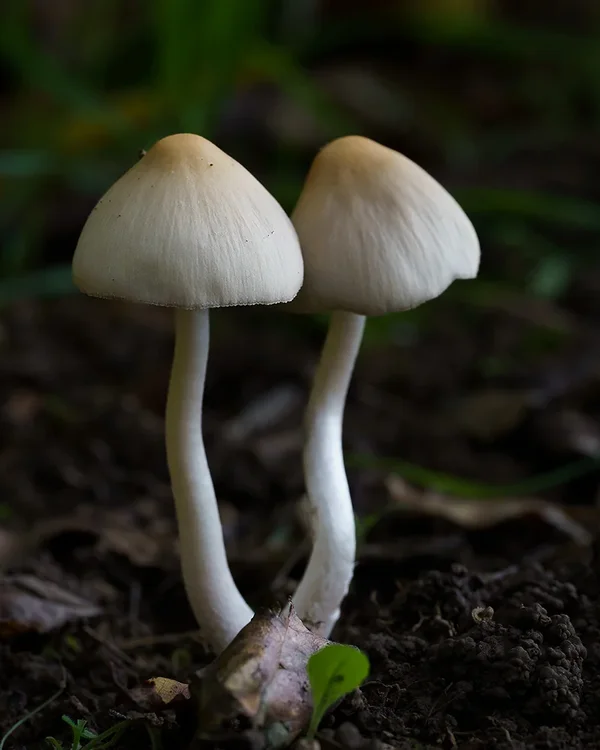 ci_A7309673.webp