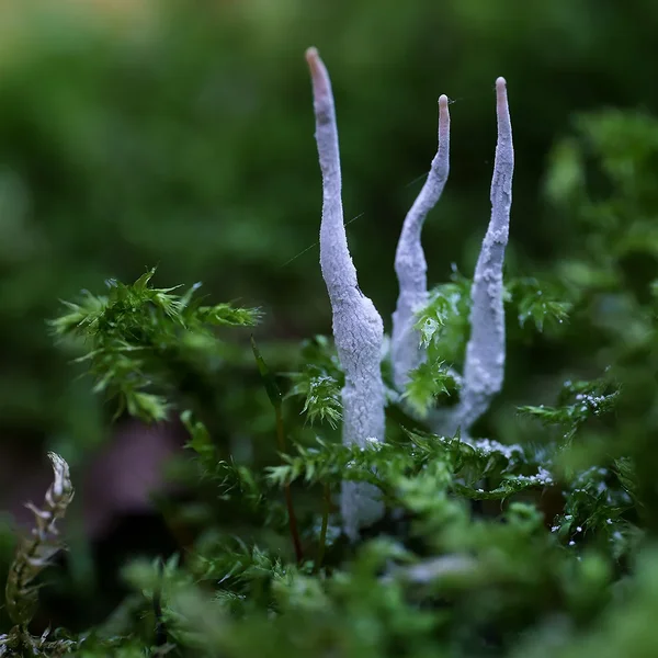 ci_A7309680.webp