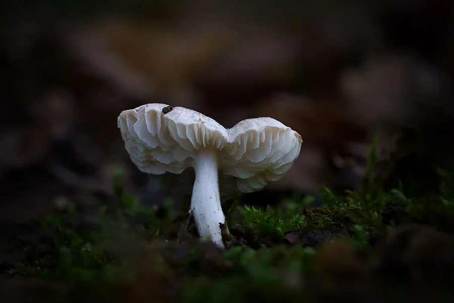 ci_A7309693.webp