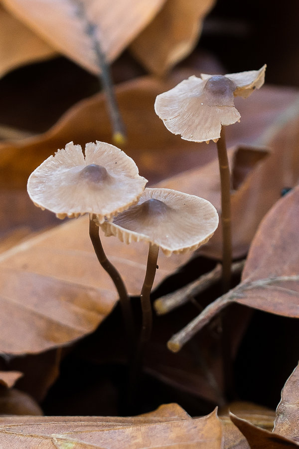 20221027-PA270520 Hauptsmoorwald-2.JPG