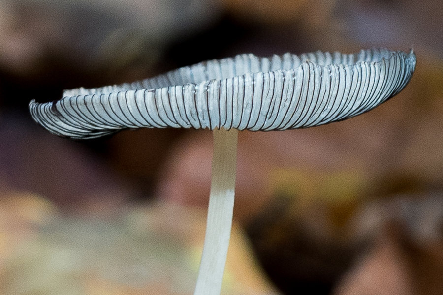 20221027-PA270532 Hauptsmoorwald-2.JPG