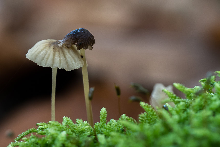 20221027-PA270591 Hauptsmoorwald-2.JPG