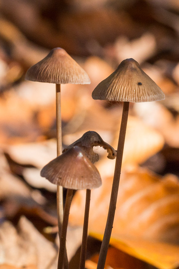 20221027-PA270625 Hauptsmoorwald.JPG