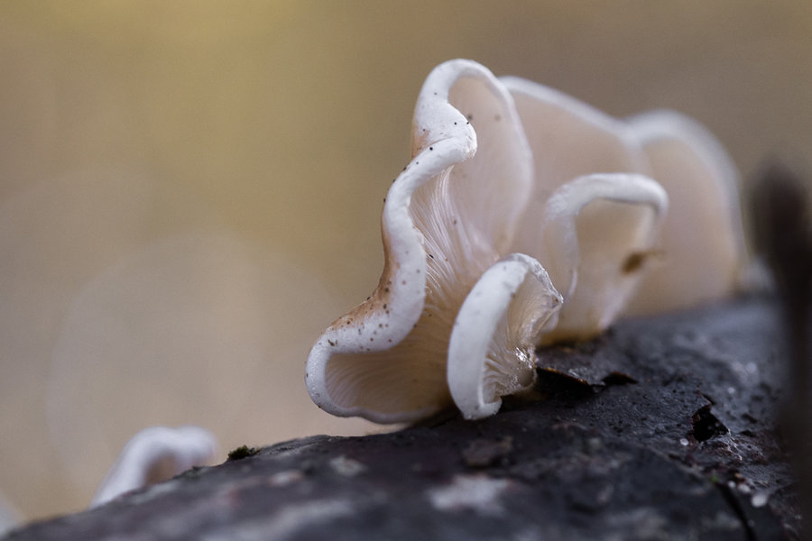 20221027-PA270640 Hauptsmoorwald-2.JPG